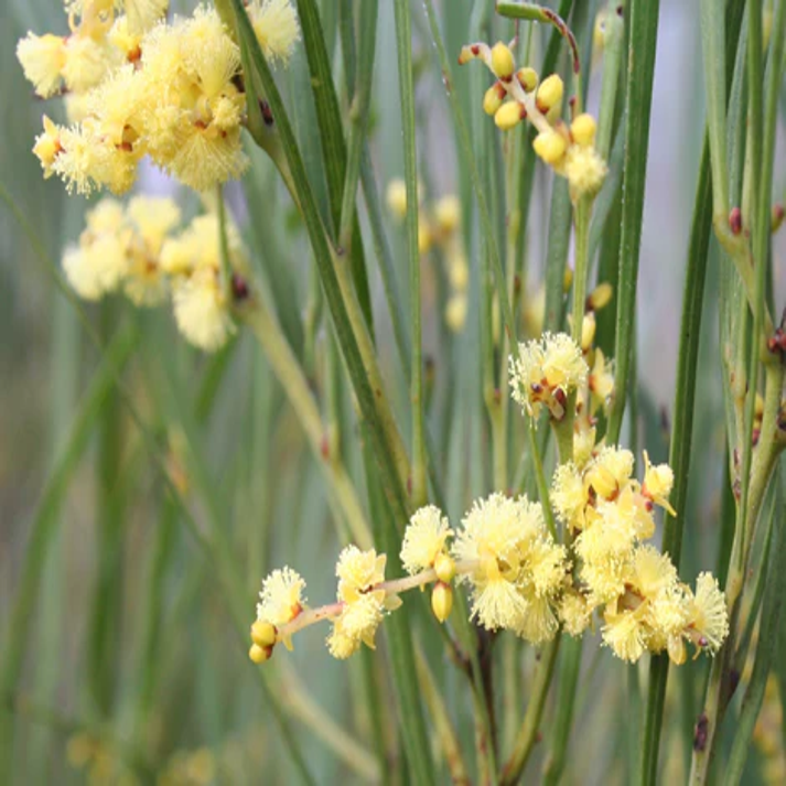 Acacia Elatior , Umbrella Thorn Acacia - 25 Seeds Pack