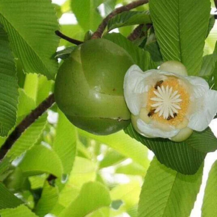 Dillenia indica (Elephant Apple) - 25 Seeds Pack