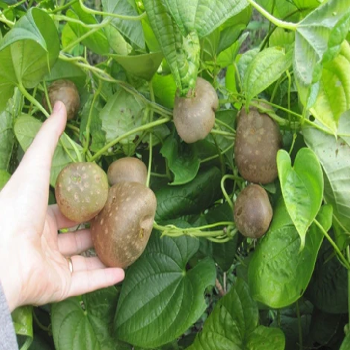 Dioscorea Oppositifolia , Chinese Wild Yam - 15 Seeds Pack