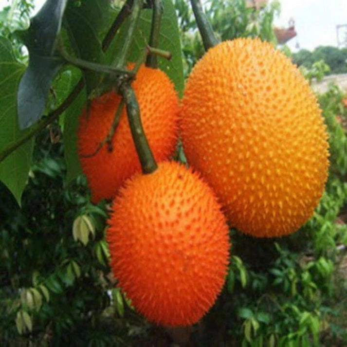 Momordica Cochinchinensis , Gac Fruit - 5 Seeds Pack