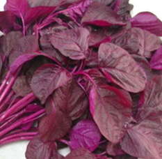 Red Spinach , Joseph's Coat Amaranth - 1000 Seeds Pack