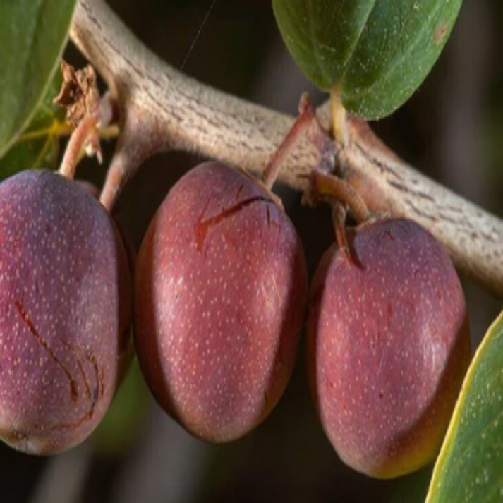 Ziziphus Nummularia, Wild Jujube - 10 Seeds Pack