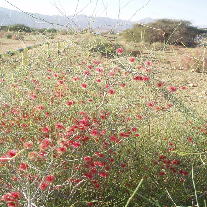 Calligonum Comosum , Desert Calligonum - 10 Seeds Pack