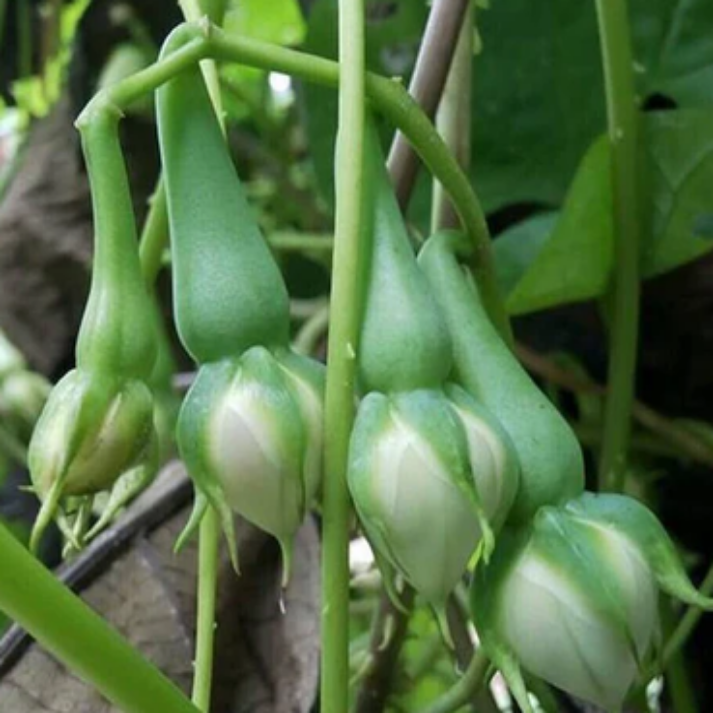 Ipomoea Muricata , Green Clove Beans - 20 Seeds Pack