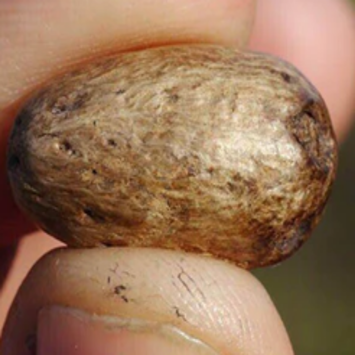 Choerospondias axillaris , Hog Plum - 5 Seeds Pack