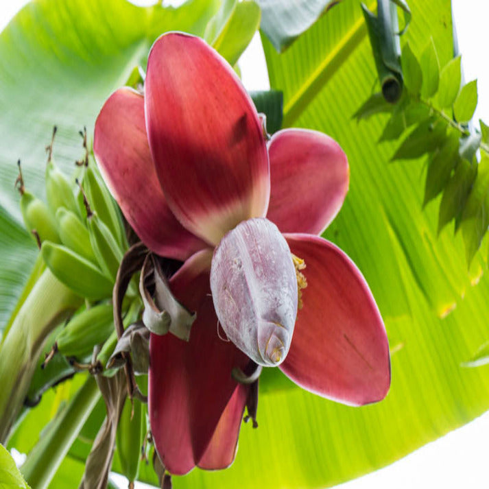 Musa Acuminata , Dessert Banana - 25 Seeds Pack