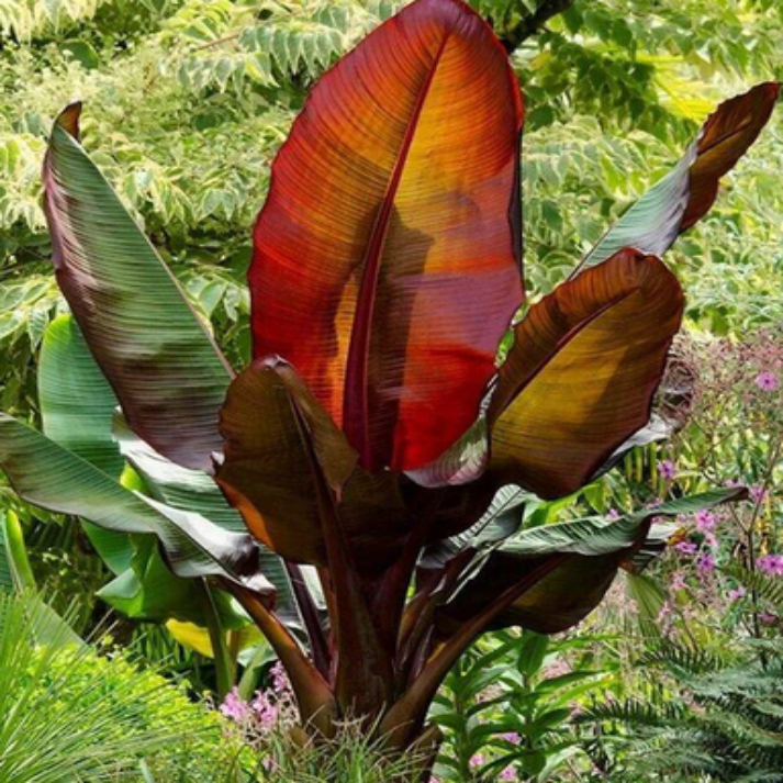 Musa Ensete , Red Banana - 15 Seeds Pack