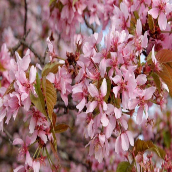 Prunus Serrulata , Oriental Cherry - 15 Seeds Pack