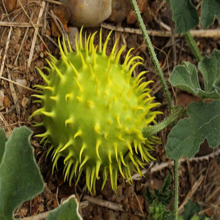 Cucumis Zeyheri , Spiny Cucumber - 20 Seeds Pack