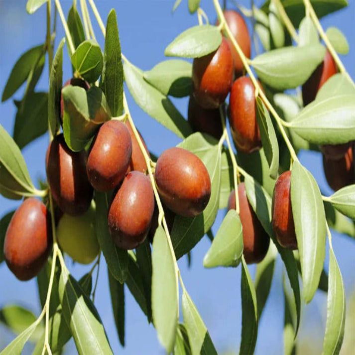 Ziziphus Jujuba , Chinese Red Date - 15 Seeds Pack
