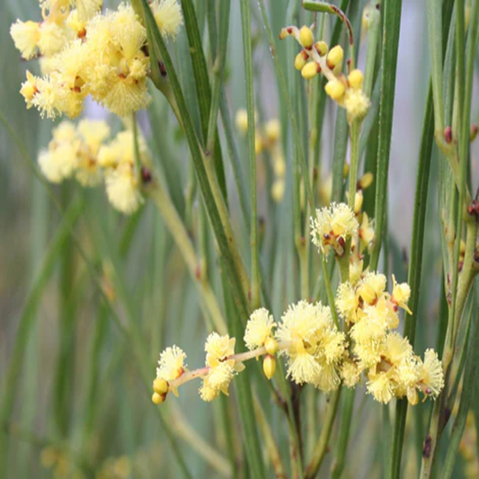 Acacia Elatior ,  Umbrella Thorn Acacia - 25 Seeds Pack