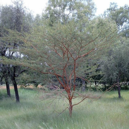 Acacia Seyal , Red Acacia - 20 Seeds Pack