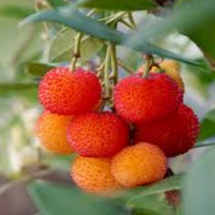 Arbutus Unedo , Irish Strawberry Tree - 25 Seeds Pack