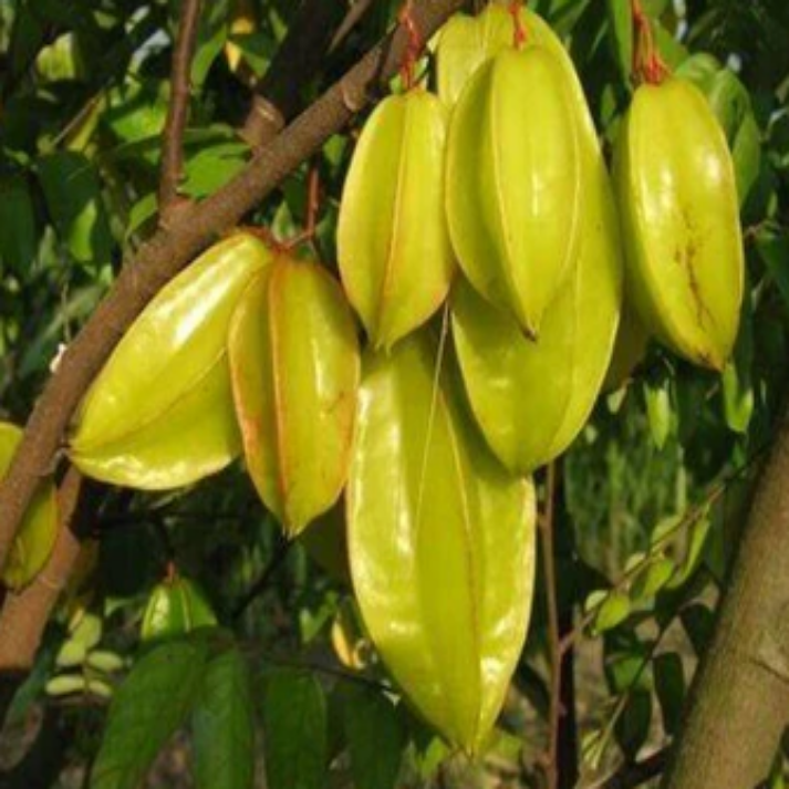 Averrhoa Carambola , Star Fruit - 15 Seeds Pack