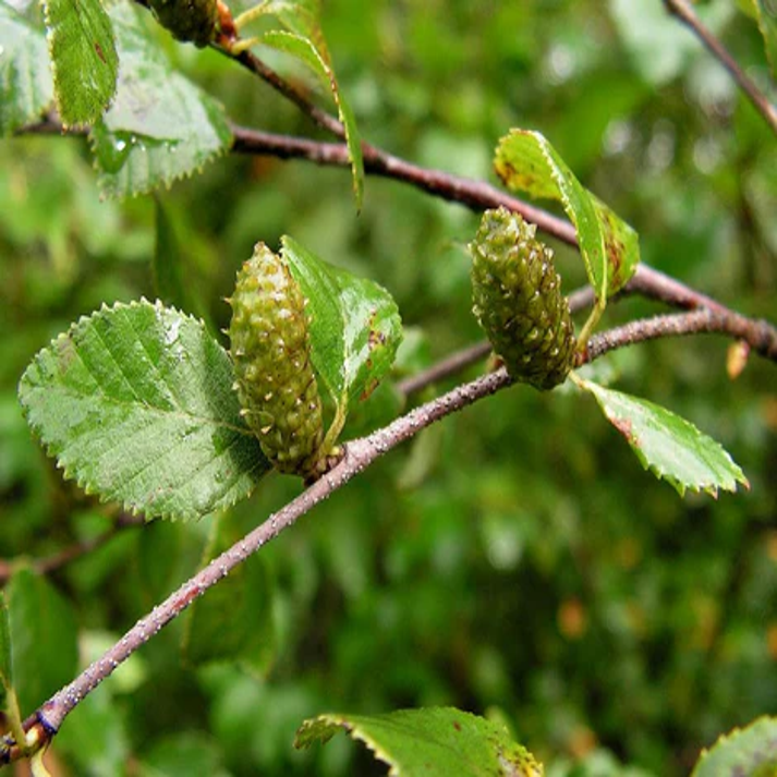 Betula Ovalifolia , Oval Leaf Birch - 20 Seeds Pack