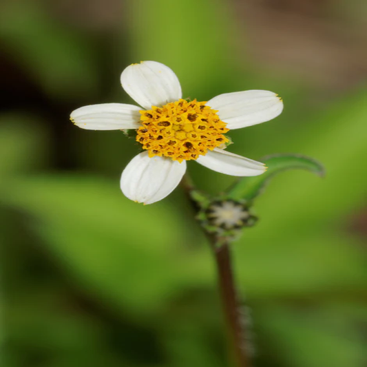 Bidens Pilosa , Spanish Needle - 200 Seeds Pack