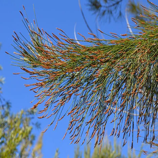 Casuarina Cunninghamiana , River Sheoak - 50 Seeds Pack