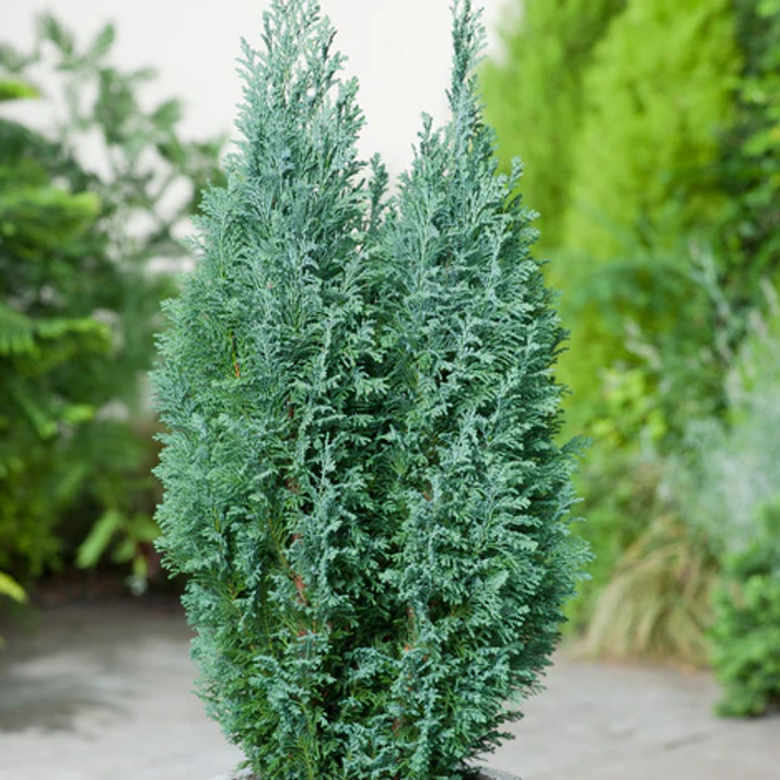 Chamaecyparis Lawsoniana , Port Orford Cedar - 25 Seeds Pack