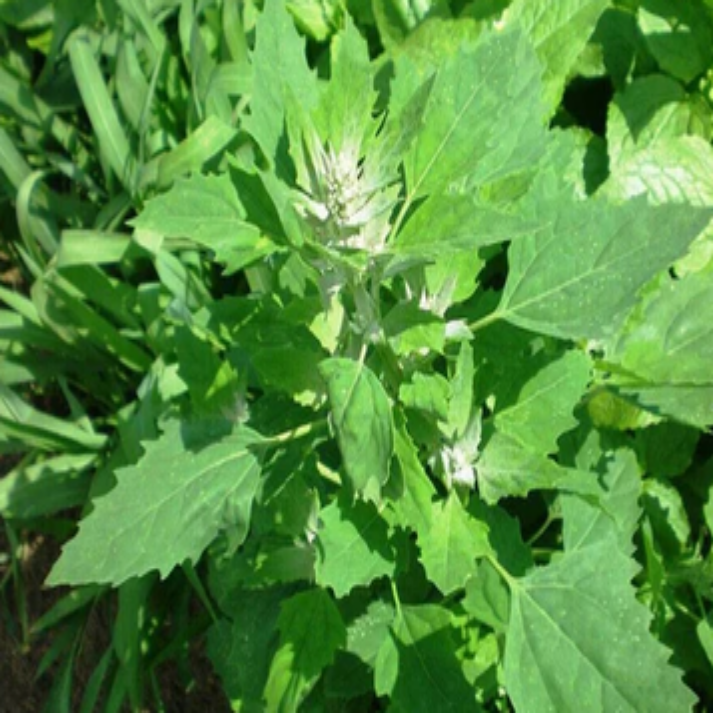 Chenopodium Album , Fat Hen, Bathua - 1000 Seeds Pack