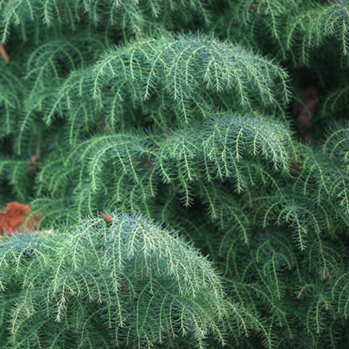 Cryptomeria japonica , Japanese Cedar - 100 Seeds Pack