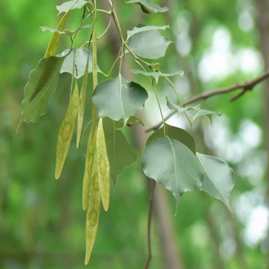 Dalbergia Latifolia , Black Rosewood - 50 Seeds Pack