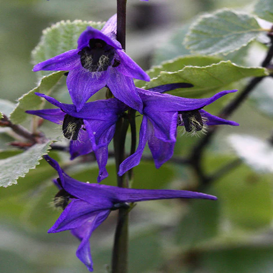 Delphinium Crassifolium , Wild Delphinium - 20 Seeds Pack