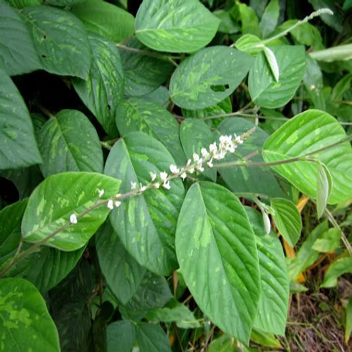 Desmodium Gangeticum , Tick Trefoil - 50 Seeds Pack