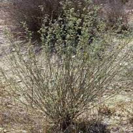 Deverra Triradiata, Three-Rayed Deverra - 20 Seeds Pack