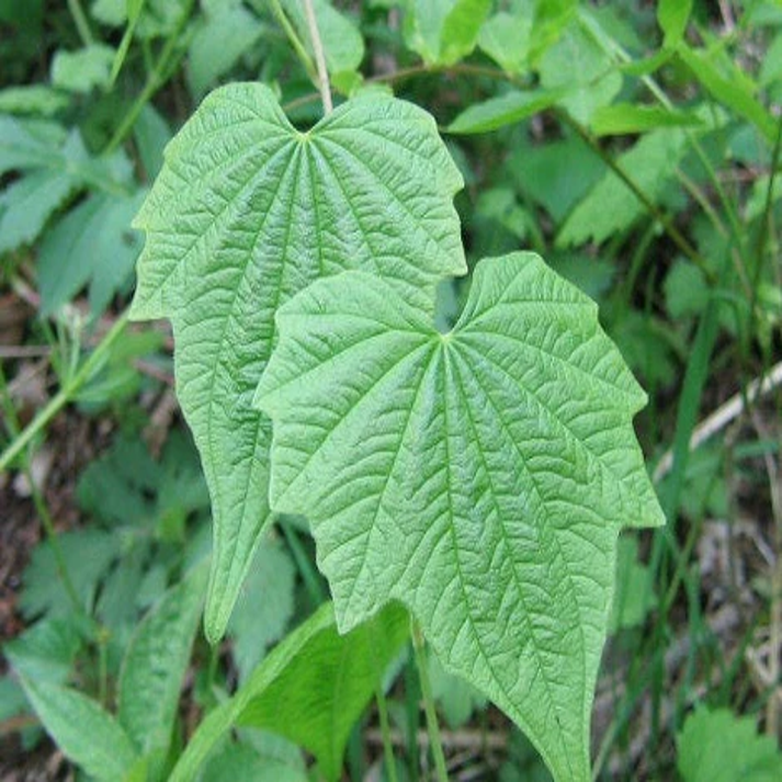 Dioscorea Nipponica , Japanese Wild Yam - 25 Seeds Pack