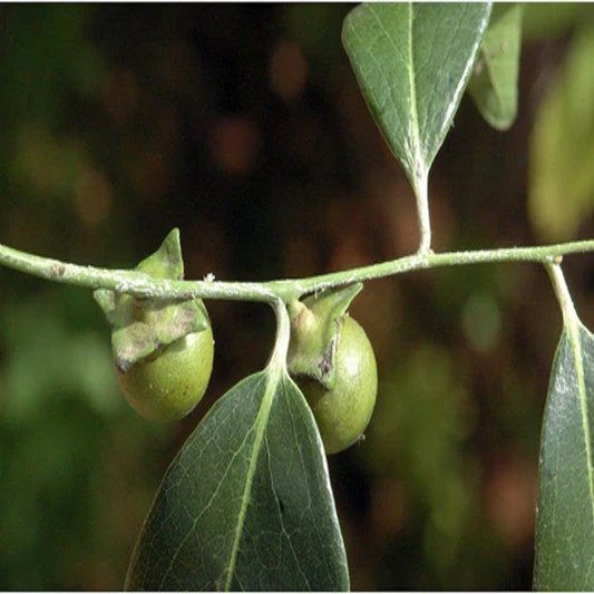 Diospyros Ebenum , Ceylon Ebony - 15 Seeds Pack