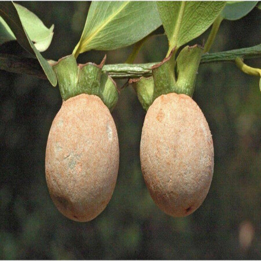Diospyros Peregrina, Indian Persimmon - 20 Seeds