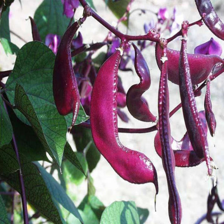 Dolichos Lablab, Hyacinth Bean - 25  Seeds Pack