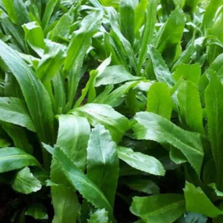 Eryngium Foetidum , Long Coriander - 1000 Seeds Pack