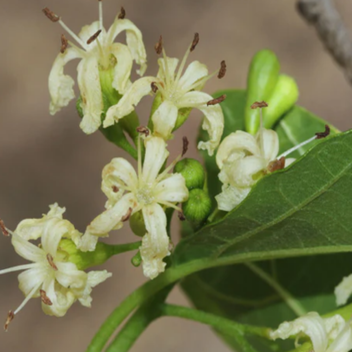 Cordia Dichotoma, Fragrant Manjack - 5 Seeds Pack