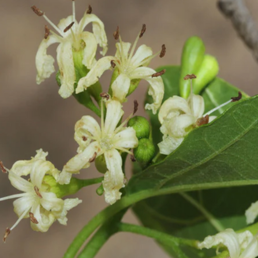 Cordia Dichotoma, Fragrant Manjack - 5 Seeds Pack