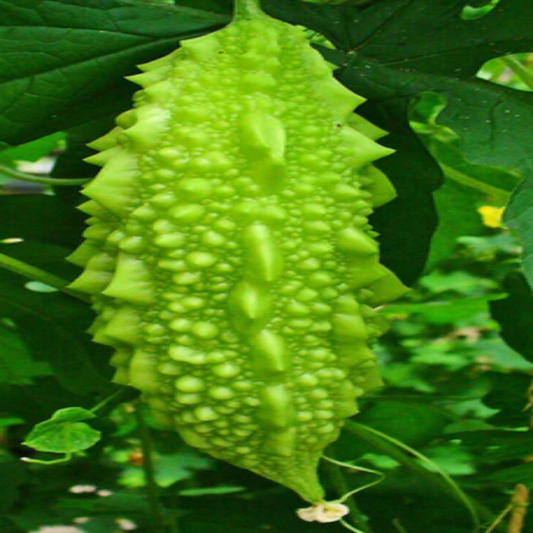 Non GMO Momordica Charantia , Bitter Melon - 50 Seeds Pack