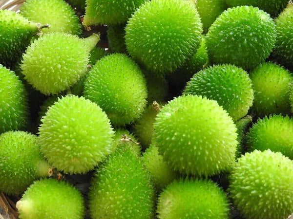 Momordica Dioica, Spiny gourd - 50 Seeds Pack