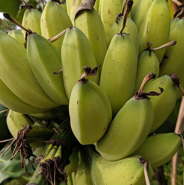 Musa Balbisiana, Seeded Banana - 25 Seeds Pack