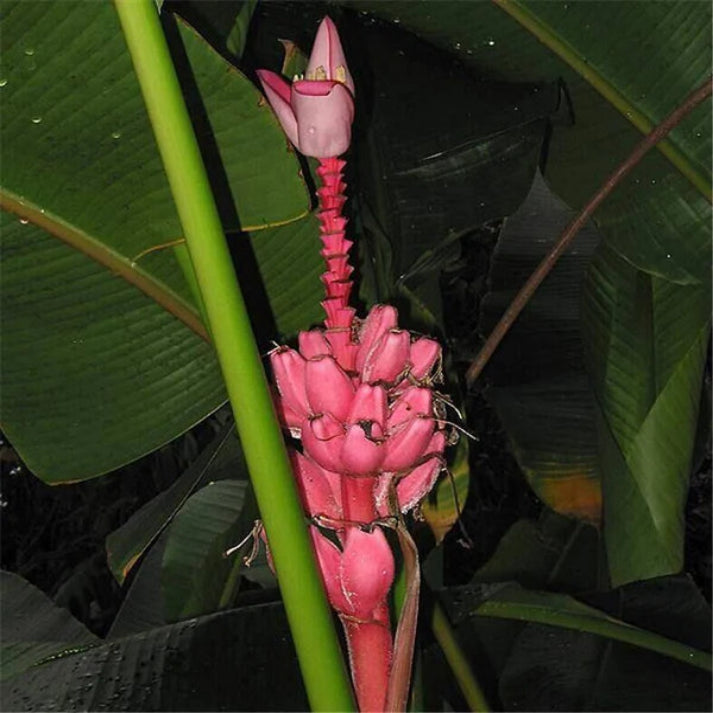 Musa Rubinea , Yunnan Banana,  Dwarf Red Banana - 25 Seeds Pack