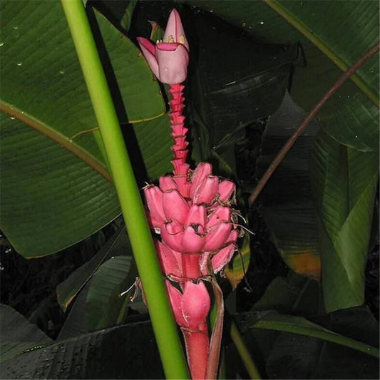 Musa Rubinea , Yunnan Banana,  Dwarf Red Banana - 25 Seeds Pack