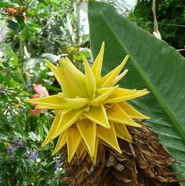 Musella lasiocarpa, Golden Lotus Banana - 20 Seeds Pack