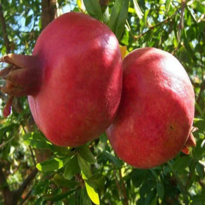 Punica Granatum , Pomegranate Fruit- 50 Seeds Pack