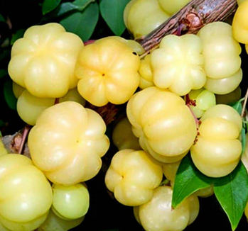 Phyllanthus Acidus , Malay Gooseberry - 10 Seeds Pack