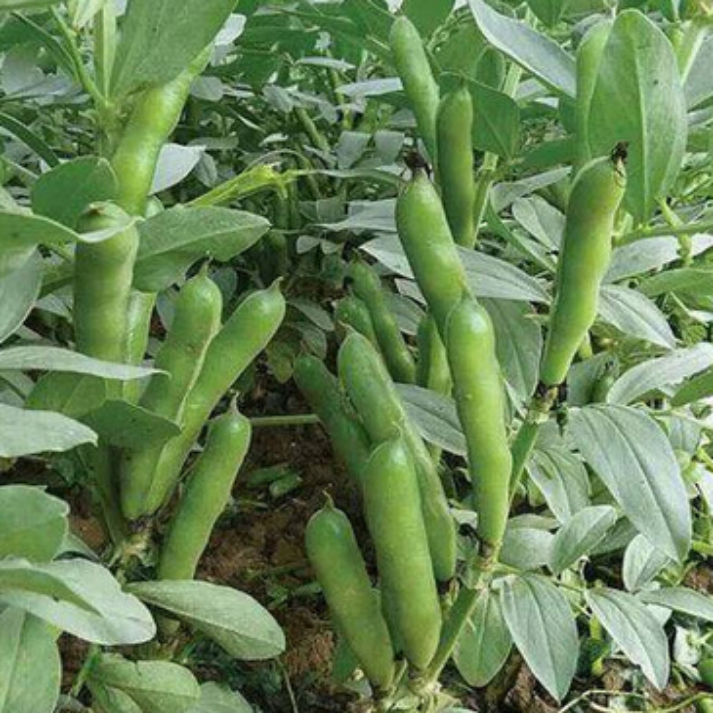 Windsor Fava Bean , Non-GMO , Heirloom - 25 Seeds