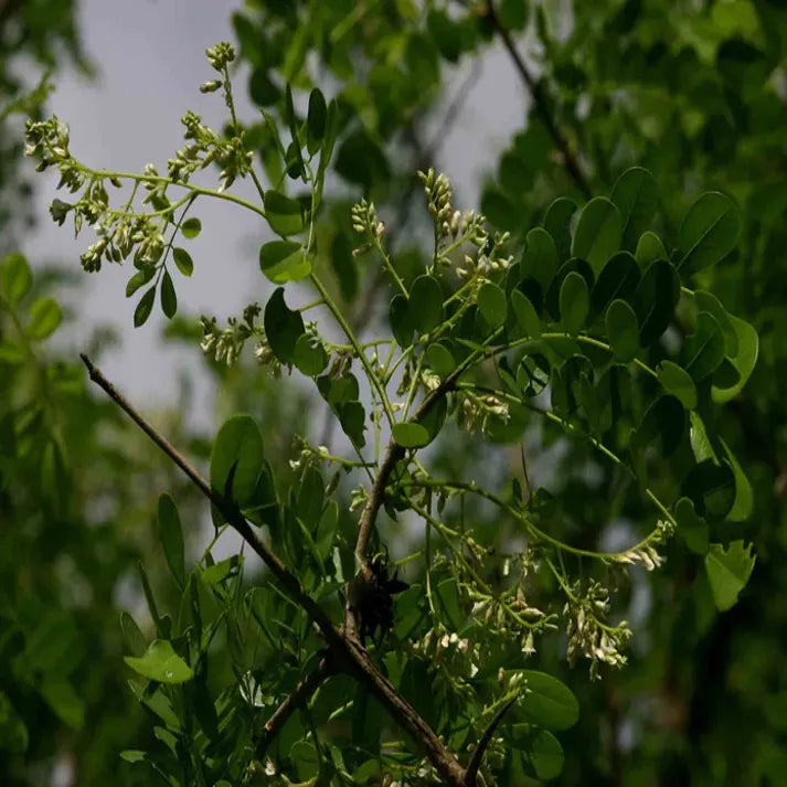 Dalbergia Melanoxylon ( African Blackwood ) - 15 Seeds Pack