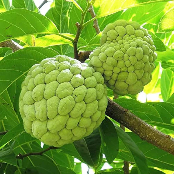Annona Squamosa, Sugar Apple - 50 Seeds Pack