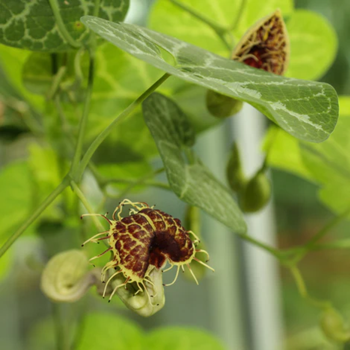Aristolochia Fimbriata , Calico Flower - 15 Seeds Pack