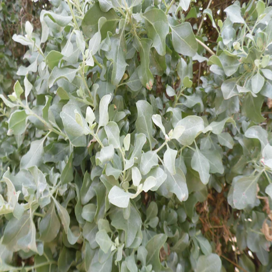 Atriplex Halimus , Mediterranean Saltbush - 25 Seeds Pack