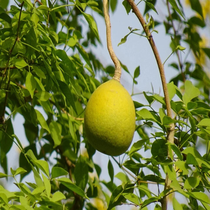 Aegle Marmelos , Bengal Quince - 50 Seeds Pack