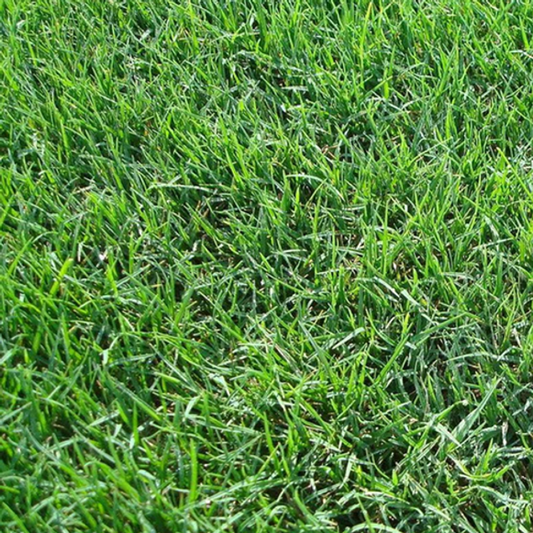 Cynodon Dactylon , Bahama Grass - 1 Oz Seeds Pack